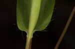 Variable panicgrass